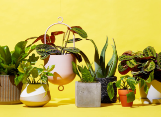All the Best Places to Buy Plants Online