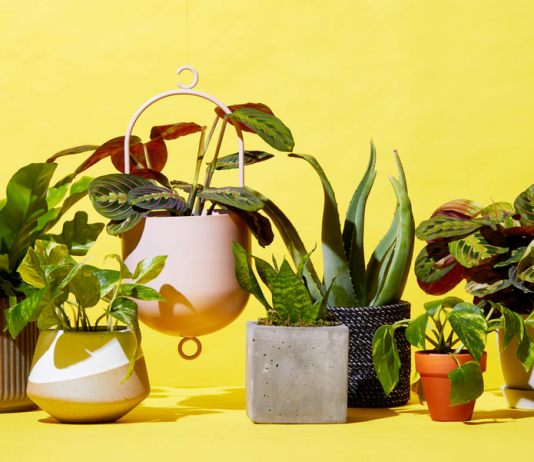 All the Best Places to Buy Plants Online