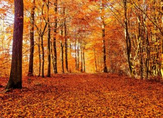 Best Fall Quotes to Embrace the Season