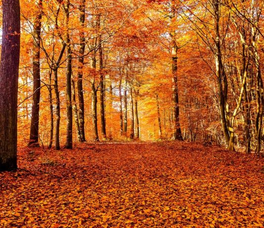 Best Fall Quotes to Embrace the Season