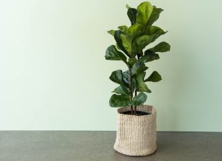 How to Keep a Fiddle Leaf Fig Tree Alive