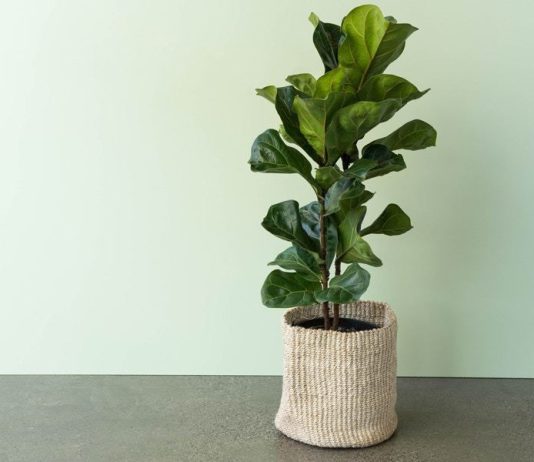 How to Keep a Fiddle Leaf Fig Tree Alive