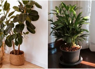 Low Light Indoor Plants Anyone Can Keep Alive