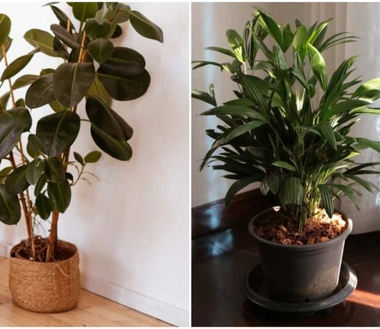 Low Light Indoor Plants Anyone Can Keep Alive