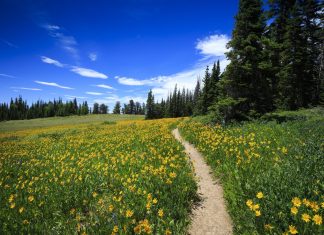 Nature Quotes to Inspire Your Connection with the Natural World