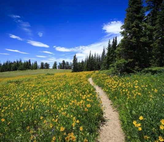 Nature Quotes to Inspire Your Connection with the Natural World