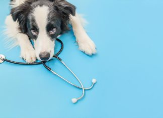 Strategies for Keeping Your Furry Friends Happy and Healthy