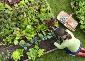 The Benefits of Growing Your Own Food and Herbs
