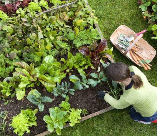 The Benefits of Growing Your Own Food and Herbs