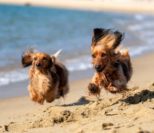 Tips and Tricks for Caring for Your Beloved Pets