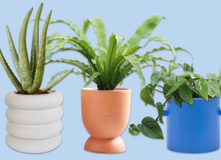 Top Most Stylish Indoor Flower Pots