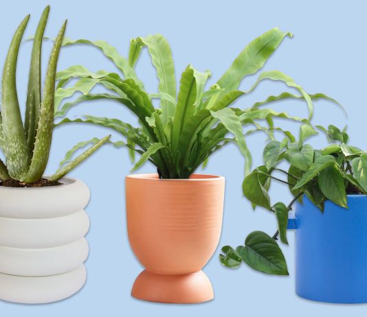 Top Most Stylish Indoor Flower Pots